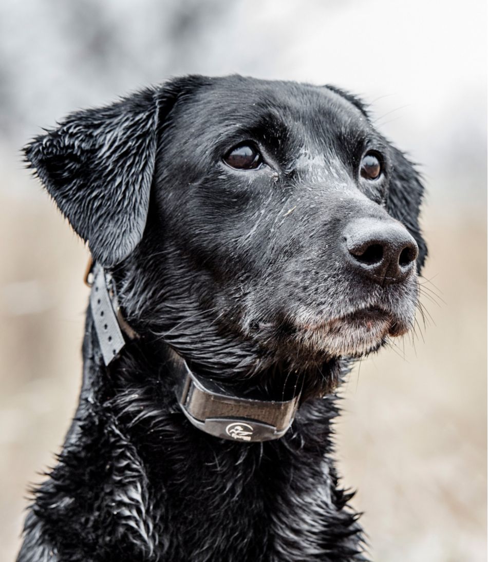 SportDOG Yard Trainer 300 - L.L.Bean Quality